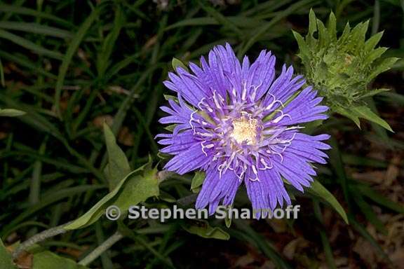 stokesia laevis 1 graphic